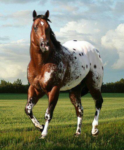 Appaloosa Quarter Horse